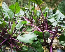 开云网址 -植物大战畺尸u53rdv